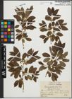 Foto von Salix pentandra L.